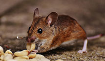 24 Hour & Emergency Exterminators in Richardson, TX